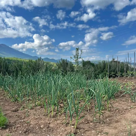 Restaurant Aleksander 3*