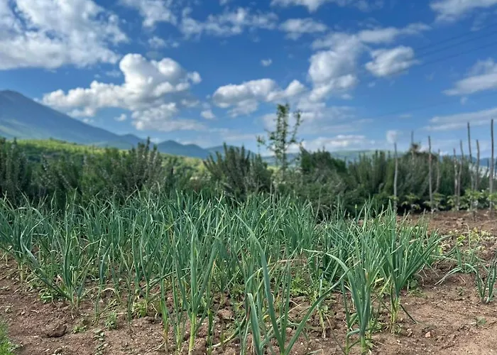 Restaurant Aleksander 3*