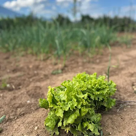 Restaurant Aleksander 酒店 Pusteci