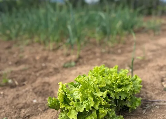 Restaurant Aleksander 酒店 Pusteci